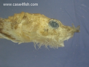 Foto Galerie/Perciformes/Cottoidei/Agonus cataphractus/Agonus cataphractus_04_S.jpg